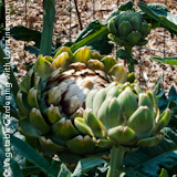 160x160 Growing Artichokes