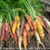 Growing Carrots