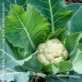 Growing Cauliflower
