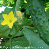 Growing Cucumbers