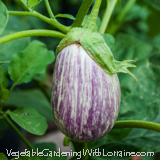 Growing Egglplant
