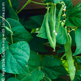Growing Green Beans