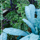 Growing Kale