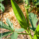 Okra Ready to Harvest