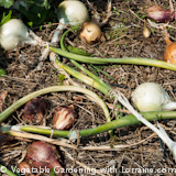 Growing Onions: freshly dug onions curing on the ground
