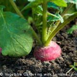 Growing Radishes