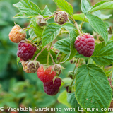 Growing raspberries ready-to-eat