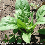 growing spinach is easy and fast, and one of the earliest-to-harvest greens there is