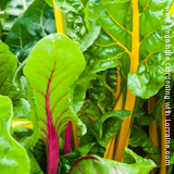 Swiss chard comes in red, white, green pink and yellow-stemmed versions