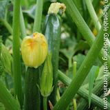 Growing Zucchini