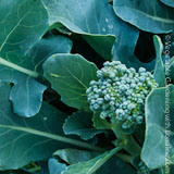 Growing Broccoli