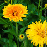 Growing Calendula
