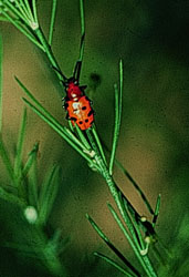 adult spotted asparagus beetle