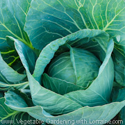 Growing cabbage