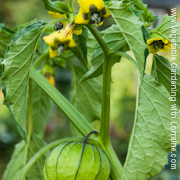 Growing tomatillos requires more than one plant for pollination