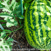 Late summer watermelon ready to pick