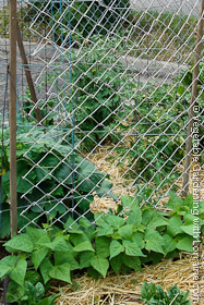 Bean trellis of wood stakes and wire mesh