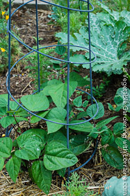 Beans growing up a spiral cage