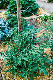 Garden Trellis: 2x2 and Spiral Wire