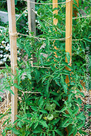 Garden Trellis: 2x2s and String