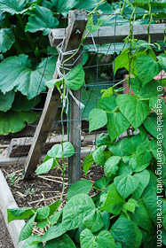 Garden Trellis: 2x2 and Wire A-Frame