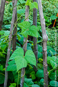 Bean Trellis Teepee of Natural Branches