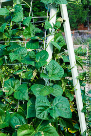 Another A-Frame Bean Trellis