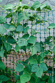 Green Snow Fence Bean Trellis