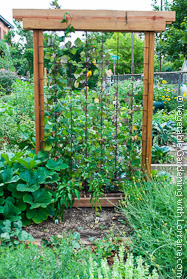 Sturdy Garden Trellis Made of Cedar and Concrete Reinforcing Wire