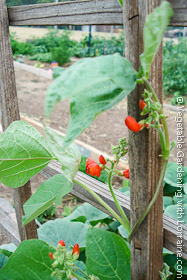Wood lattice bean trellis with scarlet runner beans