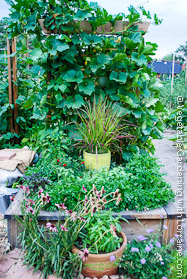 Japanese-style Garden Trellis Loaded with Beans and Winter Squash