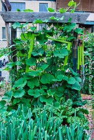 Garden Trellis Adorned with Old Window, with a Place for Tools