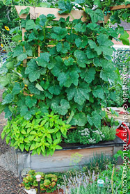 Japanese-style Garden Trellis Loaded with Winter Squash