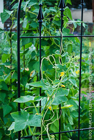 Beans on Wrought-Iron Trellis