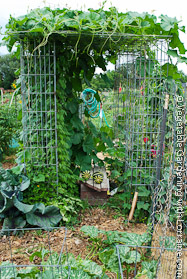 Shade House of Wire Mesh Columns, Growing Long Melons