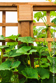 Detail, Cedar Melon Trellis