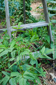 Beans Growing Up Old Stepladder