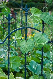 Green Wrought Iron Bean Trellis