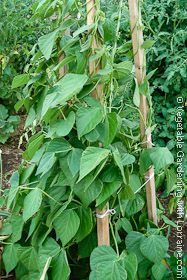 Simple wood and string teepee bean trellis.