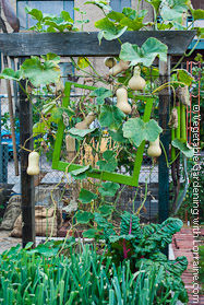 Butternut Squash on Cedar Trellis at Season's End