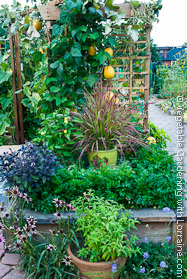 Beans and Winter Squash on Japanese-style Cedar Trellis at Season's End