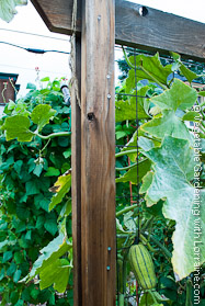 Squash? or Melon? on Cedar Trellis at Season's End