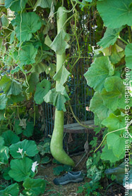 4 Wire-Mesh Column Shade House Growing 5-Foot Long Melons