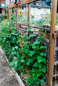 Cedar and wire bean trellis on the back side of triple compost bin.
