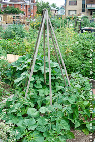 Stick teepee bean trellis.
