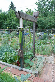 Cedar and wire vegetable trellis doubles as tool storage.