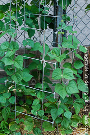 Square wire commercial bean trellis 