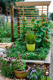 Butternut squash growing up a Japanese-style cedar trellis.