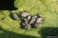 Squash Bugs (Whitney Cranshaw, Colorado State University, Bugwood.org)
