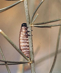 asparagus beetle larva